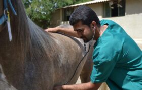 دندامپزشک! گفتگو با دکتر میثم یزدانی، دامپزشک فعال در حوزه دندانپزشکی اسب