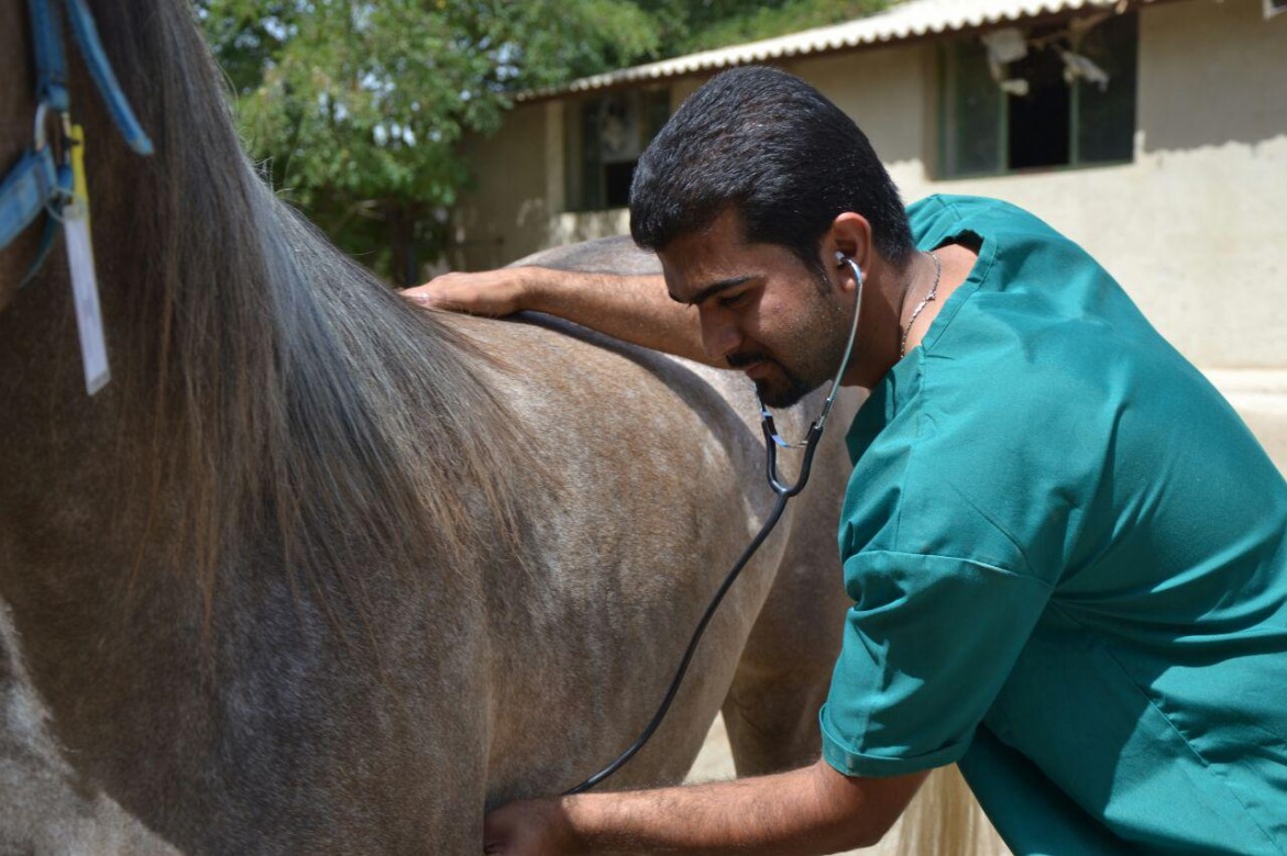 دندامپزشک! گفتگو با دکتر میثم یزدانی، دامپزشک فعال در حوزه دندانپزشکی اسب