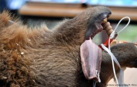 خرس در دندانپزشکی!