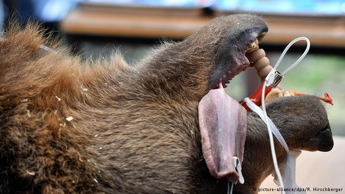 خرس در دندانپزشکی!