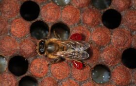 تولید خمیردندان و داروی درمان آفت از موم زنبور عسل