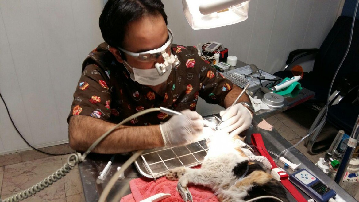 دام‌پزشکی که پرچم دندانپزشکی حیوانات را برافراشت!
