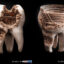 عکس‌هایی دیدنی از کنده کاری روی دندان انسان
