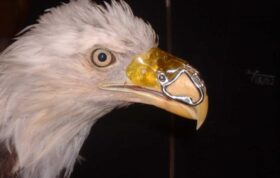 خلاقیت یک دندانپزشک: ساخت منقار مصنوعی برای عقاب تیرخورده