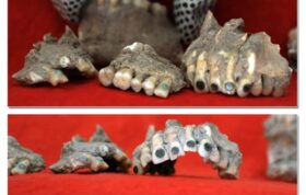 شواهدی از دندانپزشکی با قدمت ۴هزار سال