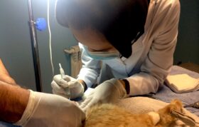 ارتودنسی و ایمپلنت در دهان حیوانات! /ناشنیده‌هایی درباره دندان‌ها و سلامت دهان حیوانات خانگی