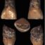 کشف دندان شیری ۶۰۰هزار ساله در ایتالیا