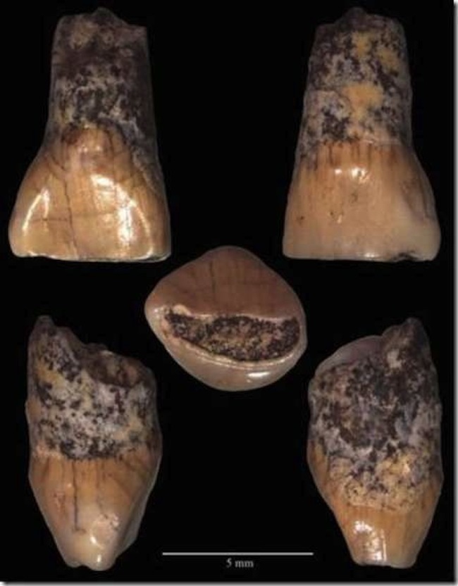 کشف دندان شیری ۶۰۰هزار ساله در ایتالیا